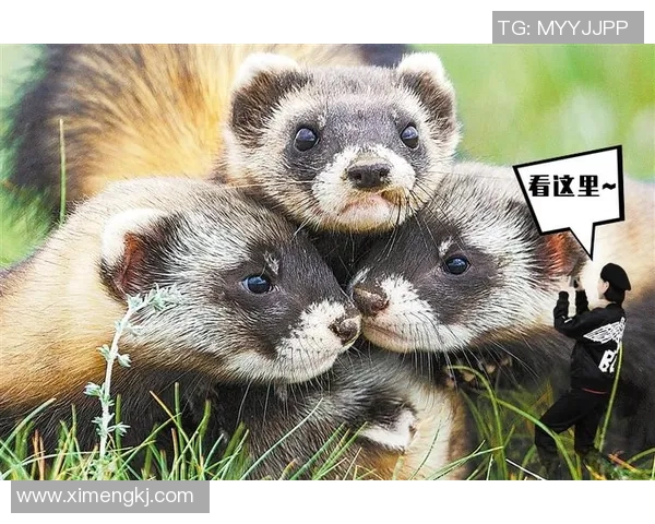 动物绰号与足球明星的奇妙结合揭示球场背后的趣味故事